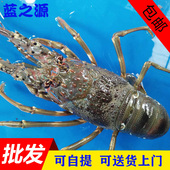 包邮 越南印尼青龙虾仔海鲜水产500g 小龙虾鲜活 澳洲小青龙虾活体