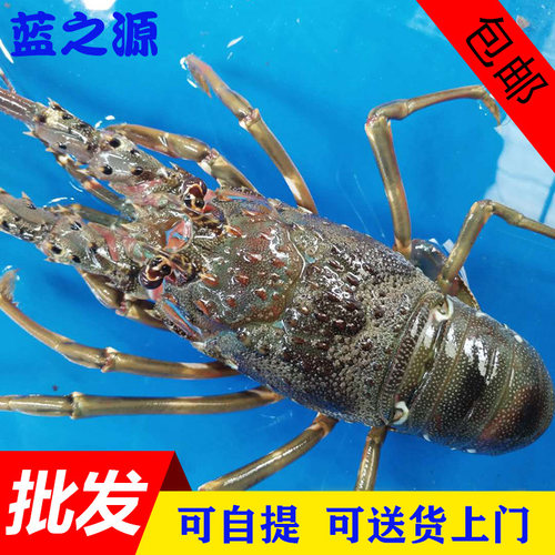 澳洲小青龙虾活体越南印尼