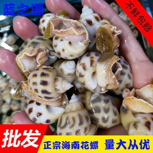 新鲜花螺 鲜活海南花螺 冷冻花螺 东风螺越南螺海鲜水产贝类500g