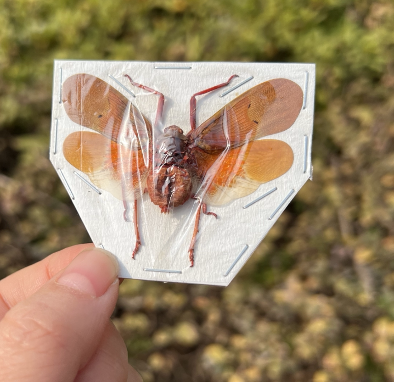 桑吉红腋蜡蝉 scamandra sanguiflua 蝉标本真昆虫标本蜡蝉标本