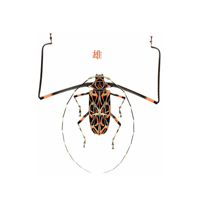 长臂天牛acrocinus longimanus干制昆虫原虫标本天牛标本真昆虫