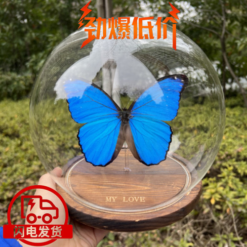 蓝闪欢乐女神兴族蝴蝶标本
