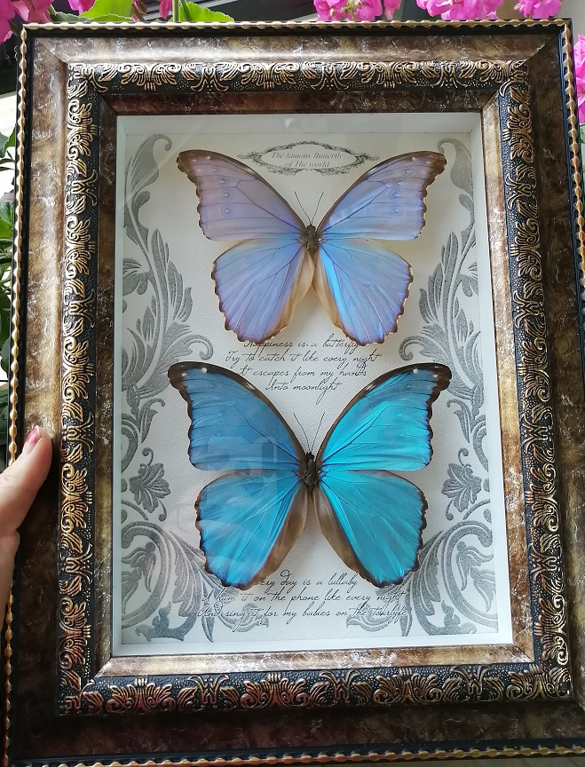 蝴蝶标本欢乐女神大蓝闪蝶欧式永生花玻璃罩相框摆件生日礼品