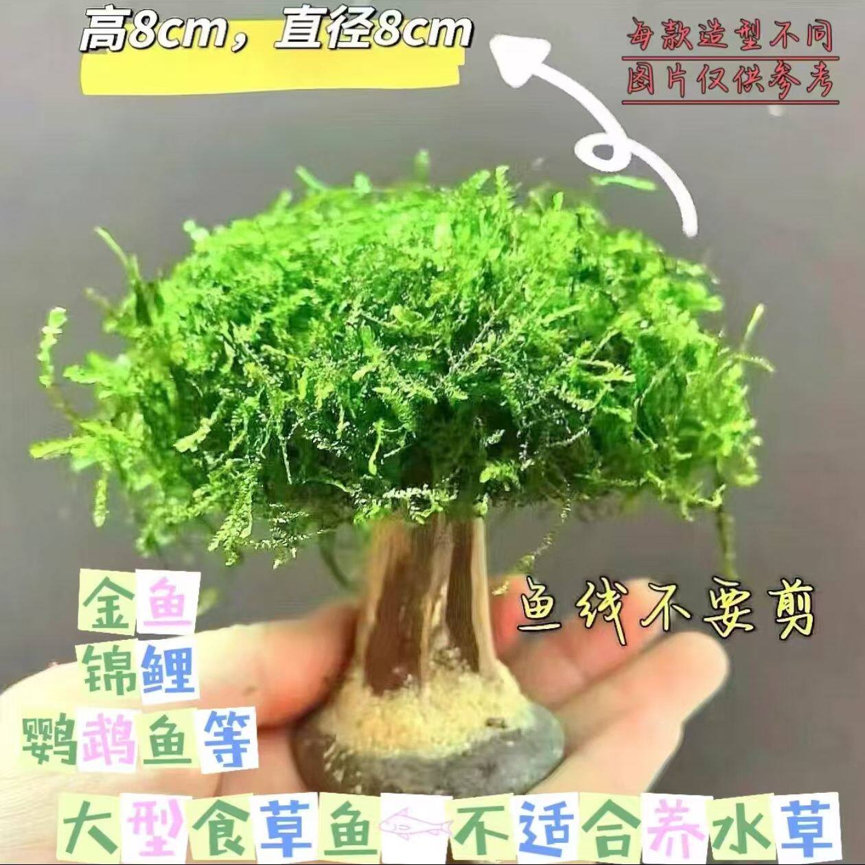懒人莫斯树沉木活体水草鱼缸造景迎客松造型单头成品新手,宠物/宠物食品及用品,水草,淘宝优惠券,粉丝福利购,淘宝优惠卷