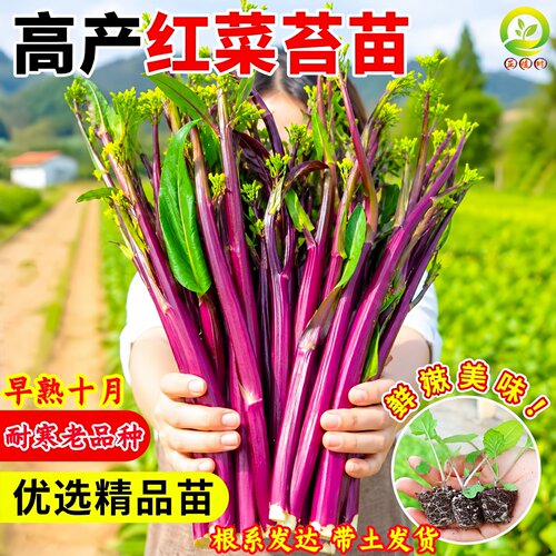 湖北红菜苔苗耐寒十月红菜苔种子