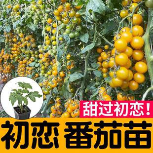 初恋番茄苗秧带土小黄樱桃珍珠西红柿种子四季盆栽阳台圣女果种籽