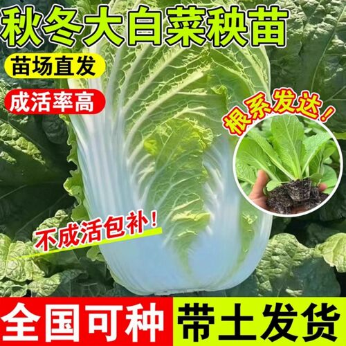 大白菜苗秧苗莴笋苗生菜苗西兰花娃娃菜花菜绿甘兰秋冬耐寒蔬菜苗