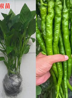 高产线椒辣椒苗长青椒尖椒二荆条南方春季菜种籽子孑盆栽蔬菜苗秧