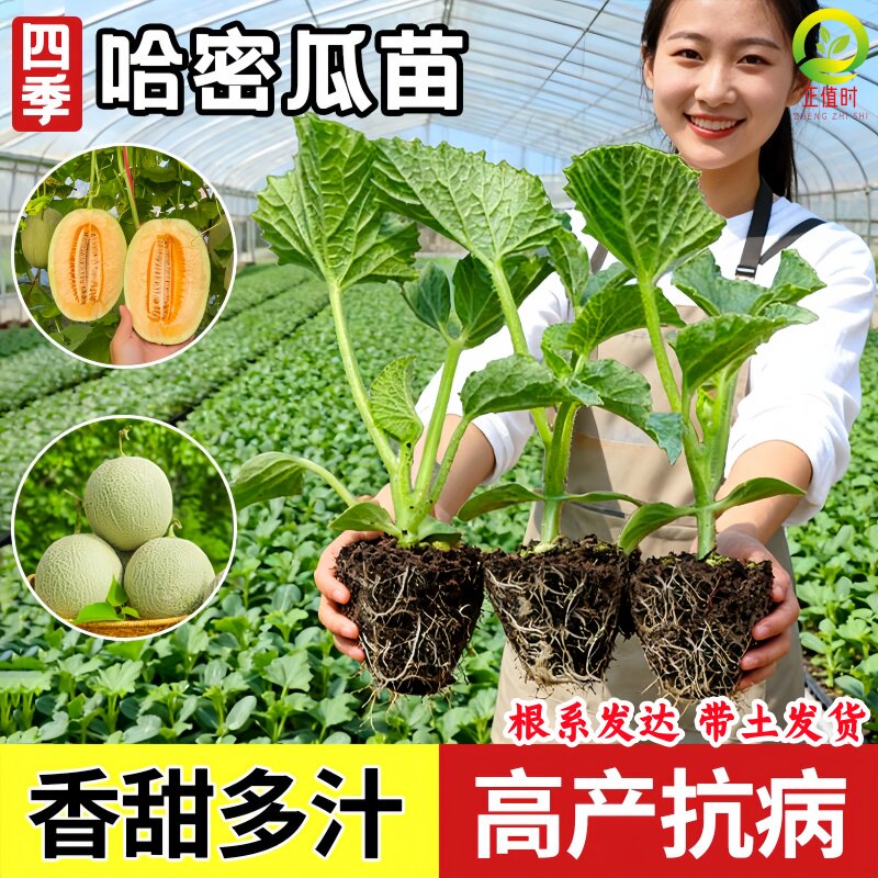 哈密瓜苗带土甜瓜苗早熟高产南方种植春季四季好种植哈蜜瓜水果苗图片