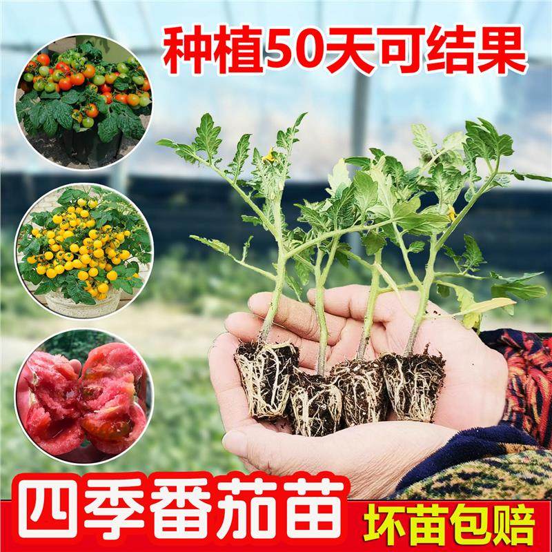 蔬菜幼苗矮生番茄苗圣女果千禧小番茄苗西红柿苗茄子菜苗黄瓜秧苗