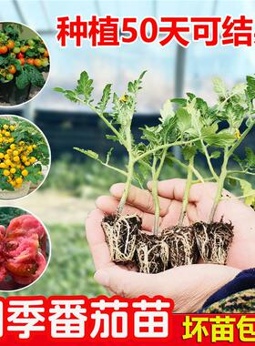 蔬菜幼苗矮生番茄苗圣女果千禧小番茄苗西红柿苗茄子菜苗黄瓜秧苗