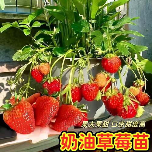 四季草莓苗奶油红颜草莓秧草莓盆栽当年结果脱毒优质果苗原盆原土