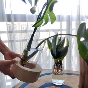 玻璃花瓶底座保护防摔防碎防倒马醉木吊钟富贵竹水培防滑底托固定