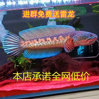 印度凶猛鱼凶猛鱼淡水