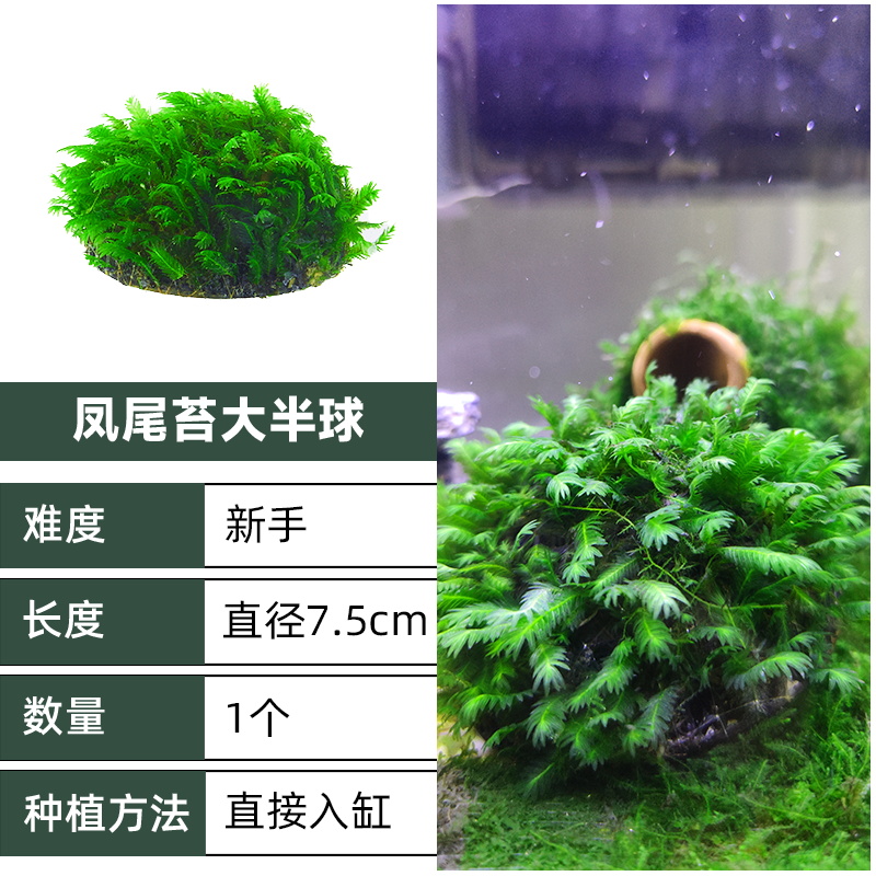 莫斯树水草成品鱼缸造景套餐草缸装饰懒人莫斯植物阴性真水草植物