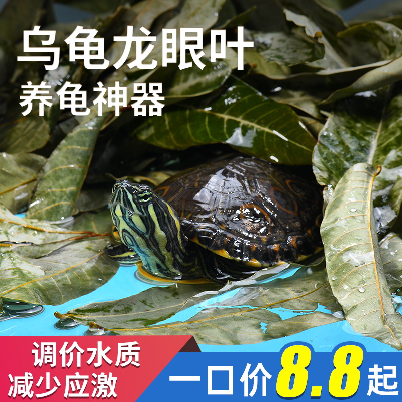 yee乌龟鱼缸龙眼叶懒人叶水质降酸斗鱼缸ph值调节龟缸躲避防应激