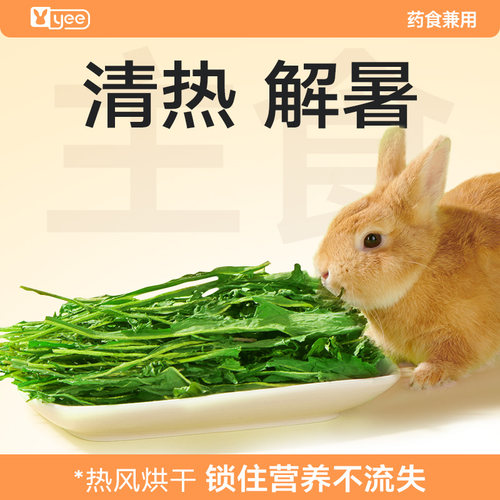 yee兔子蒲公英菊苣草干草
