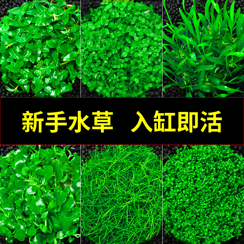 鱼缸水草坨草懒人造景