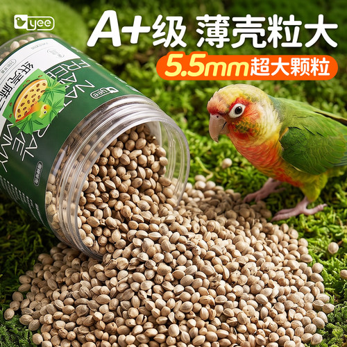 手工筛选5.5mm火麻子薄皮鸟零食