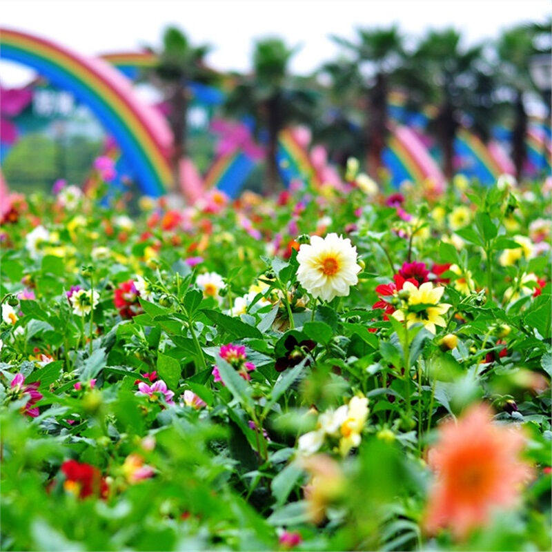 花中酷四季开花大丽花种子四季种易活草坪花海庭院花草种子散装多属于什么档次？