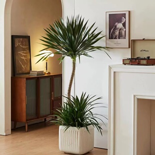 太空铁龙血树室内室外大型网红绿植盆栽客厅阳台办公室美观大绿植