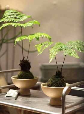 现代简约诧寂风素雅高级感褐色粗陶托盘陶瓷花器民宿桌面装饰摆件