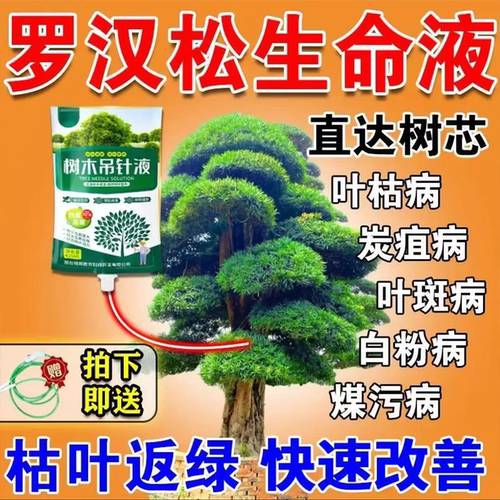罗汉松专用营养液吊针液改善叶枯