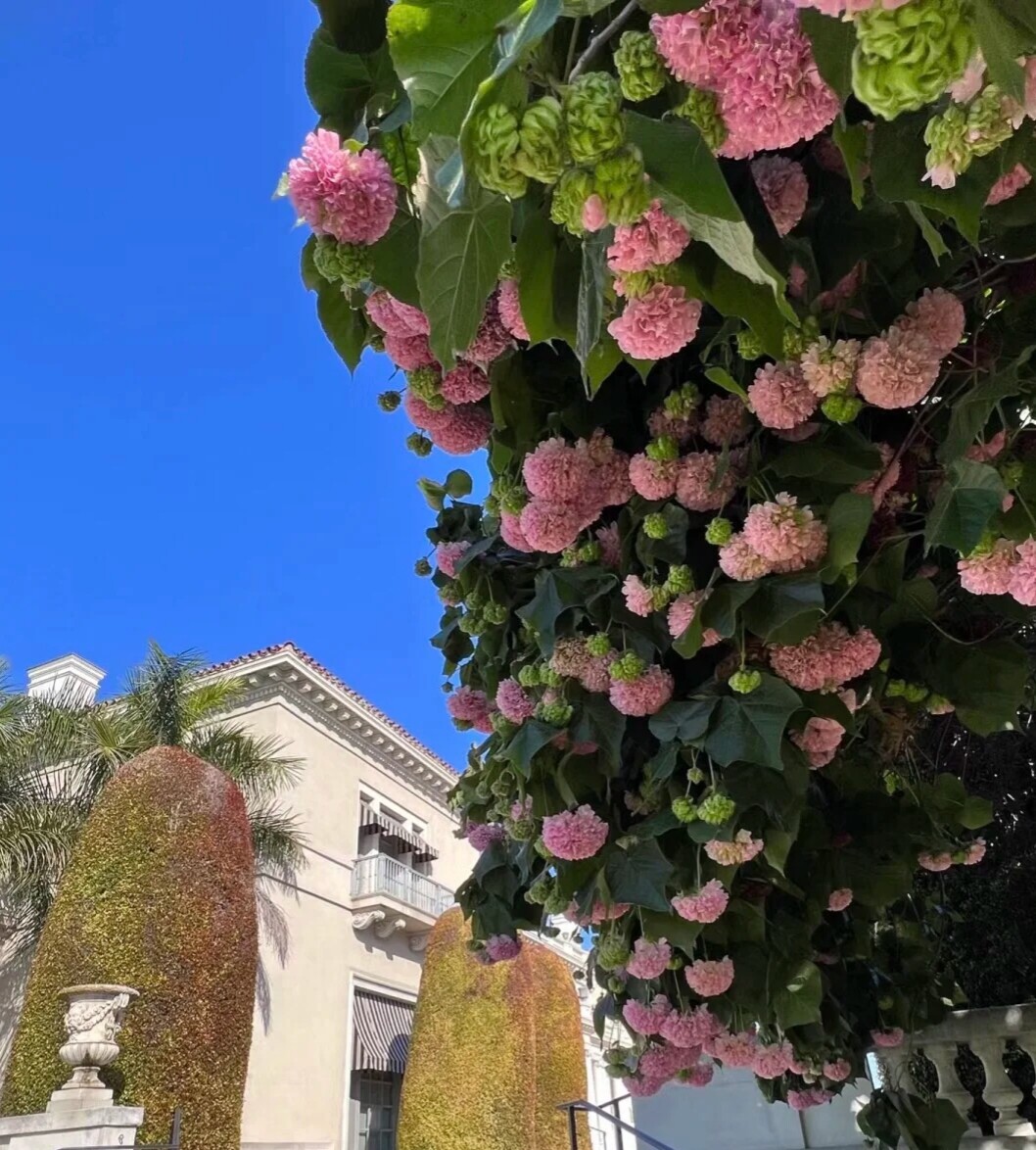 非洲绣球吊芙蓉花 大花耐热皮实