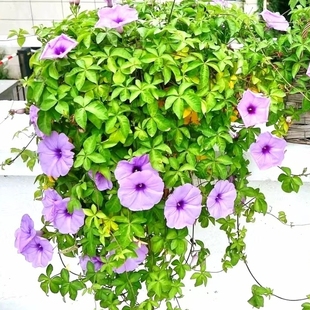 爬藤垂吊浅紫色牵牛花五爪金龙喇叭花多年生宿根地披花墙绿植盆栽