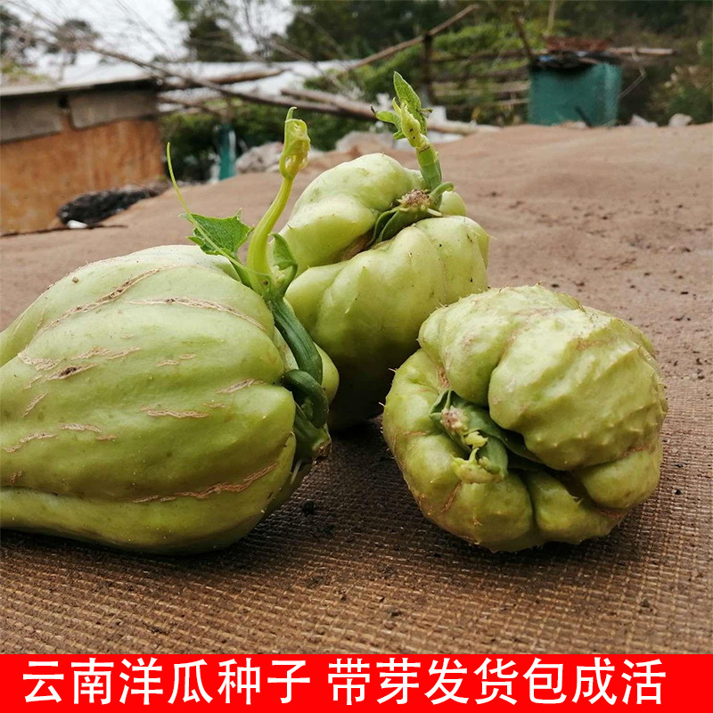 佛手瓜发芽老瓜丰收瓜洋瓜洋丝瓜窝瓜合手瓜土耳瓜爬藤瓜可食茎叶,鲜花速递/花卉仿真/绿植园艺,家庭园艺种子,淘宝优惠券,粉丝福利购,淘宝优惠卷