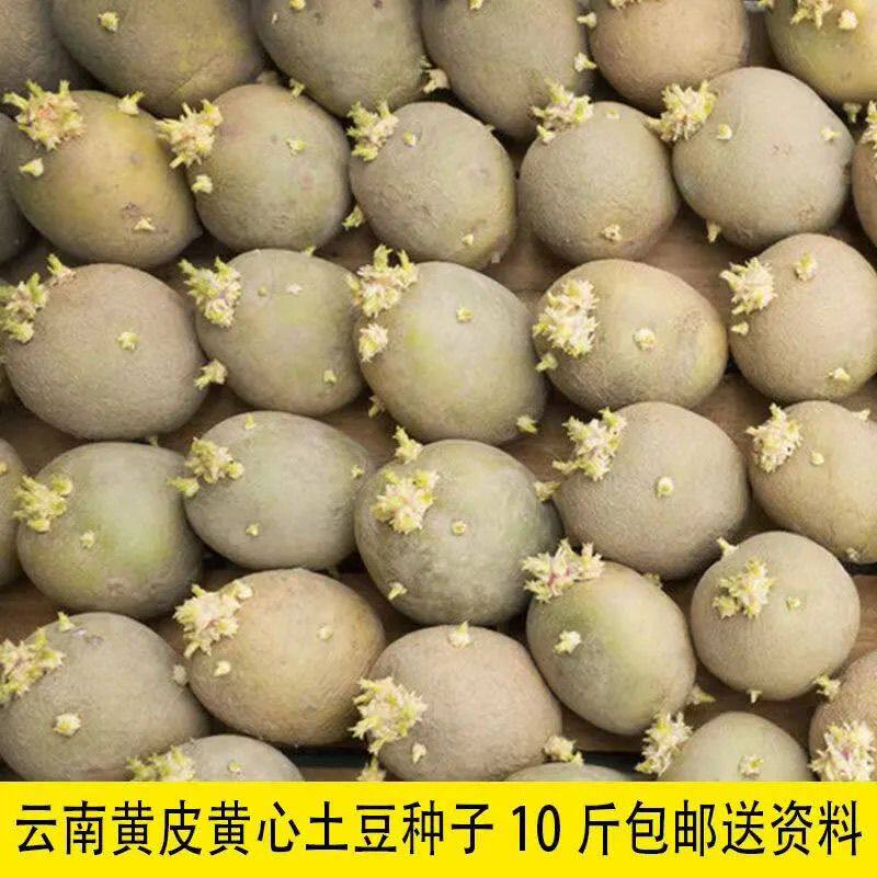 已发芽黄皮黄心土豆种子高产早熟土豆种子马铃薯种子荷兰土豆种子