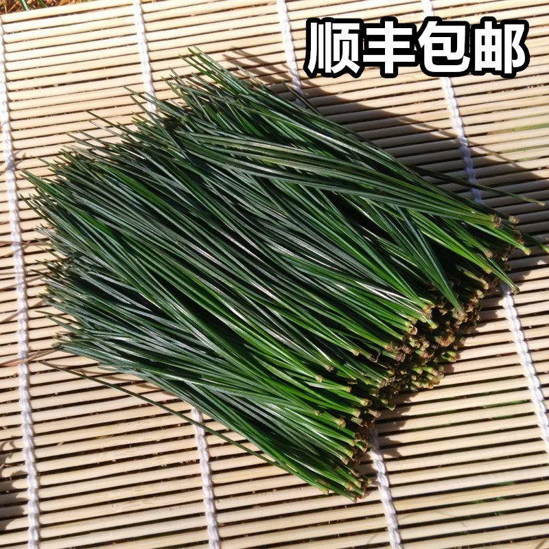 长白山东北松针泡茶顺丰包邮