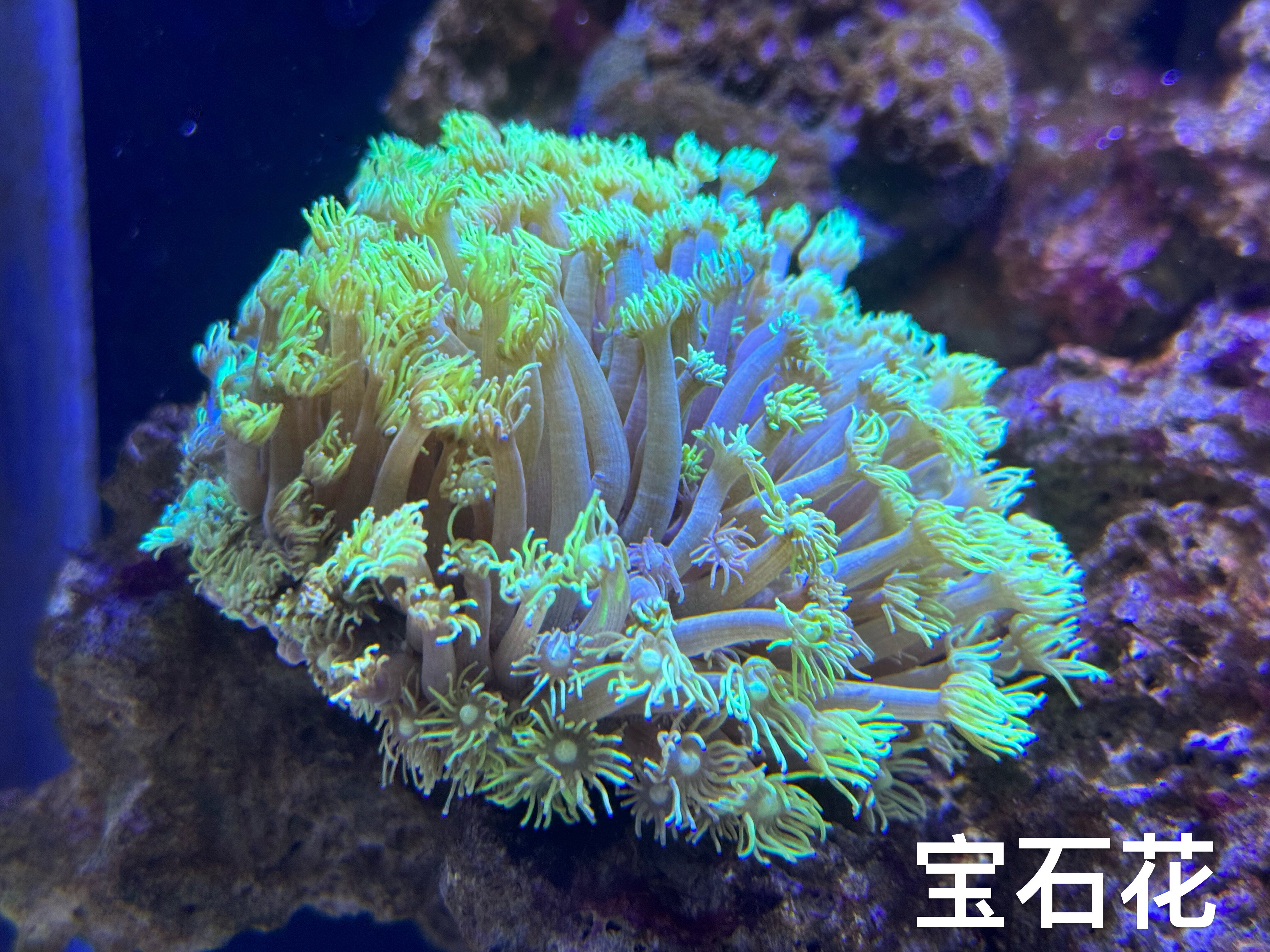 活体珊瑚 鱼缸造景   宝石花 水族景观