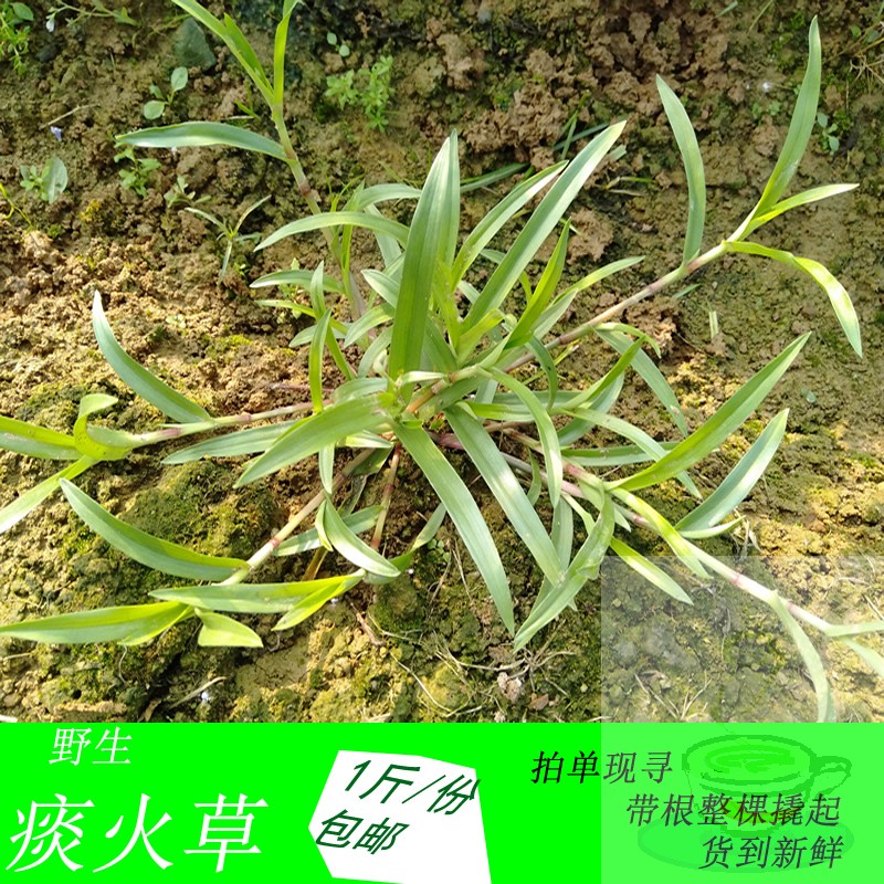 新鲜野生现寻采痰火草 围夹癌草四川 青鸭跖草大苞水竹叶1斤包邮