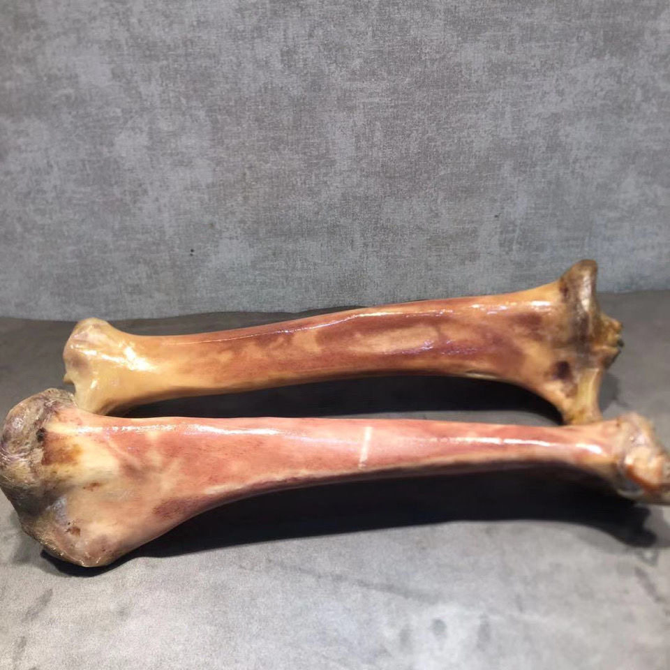 天然保真 大腿骨棒满血蝌蚪纹 摆件 打磨雕刻diy泡酒料