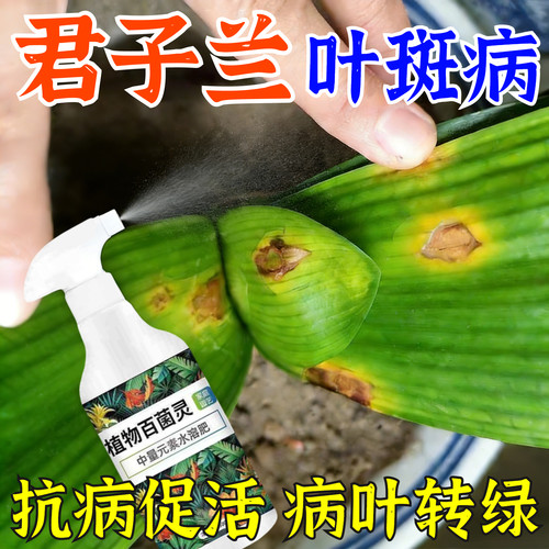 君子兰黄叶病怎么办烂根专用杀菌药黑斑开花防焦尖营养液专用肥料