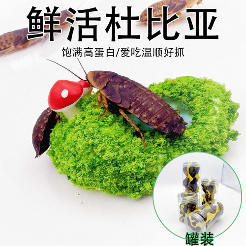 杜比亚蟑螂饲料活虫活体昆虫螳螂鬃狮蜥蜘蛛活饵繁殖组龙鱼守宫