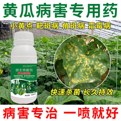黄瓜杀菌剂黄瓜黄点病靶斑病角斑病叶枯病霜霉病疫病白粉病专用药