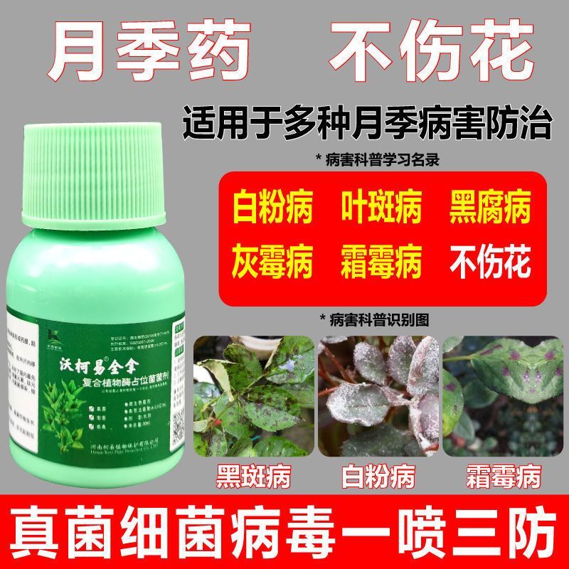 月季花病全治月季白粉病灰霉病黑斑叶斑病炭疽病锈病早疫病专用药