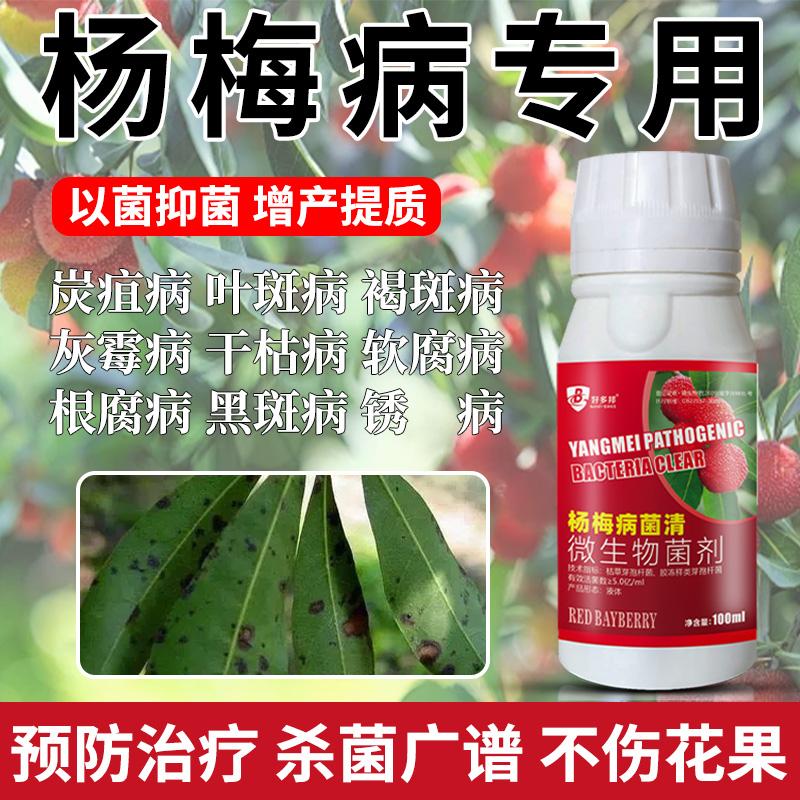 杨梅黄叶病全治杨梅专用药凋萎病枯枝病根腐病褐斑病专用杀菌剂