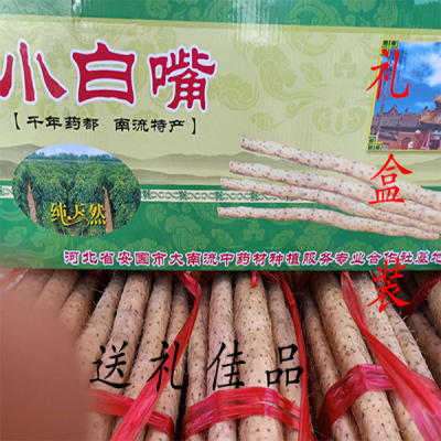 山药安国小白嘴山药特产