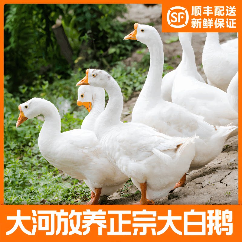 鹅肉新鲜大白鹅农家散养