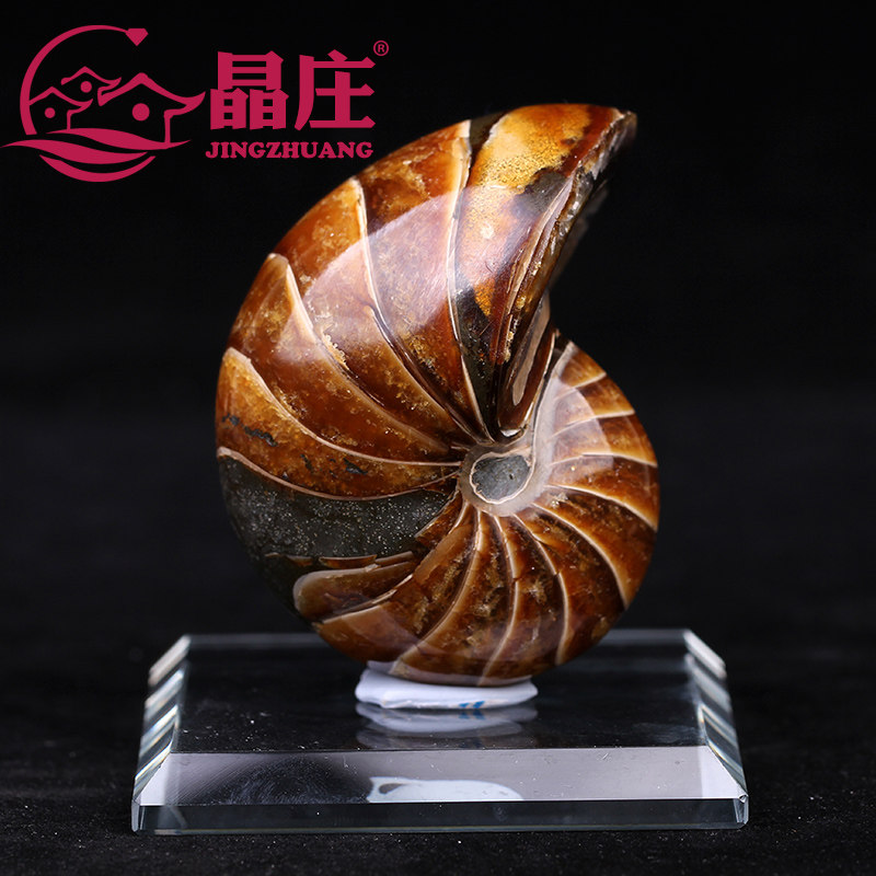 天然螺古生物化石原石摆件马达加斯加羊角菊石海螺矿物标本