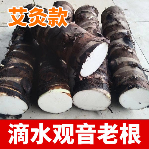 滴水观音艾灸正宗野生海芋老桩