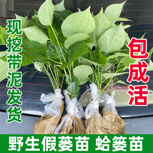 广西野生假蒌叶苗带根发货包种活