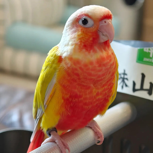 小太阳香吉士超高趴手养亲人