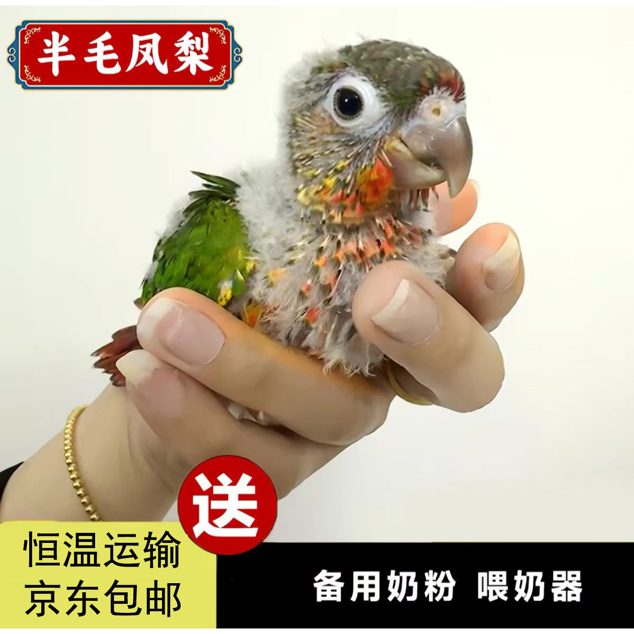 半毛雏鸟小太阳鹦鹉活鸟会说话手养亲人凤梨黄边肉桂小鸟宠物鸟类