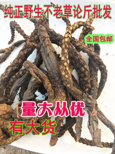 东北回春草 老谷头根 野生不老草根 草苁蓉根 顶天柱根 1斤包邮