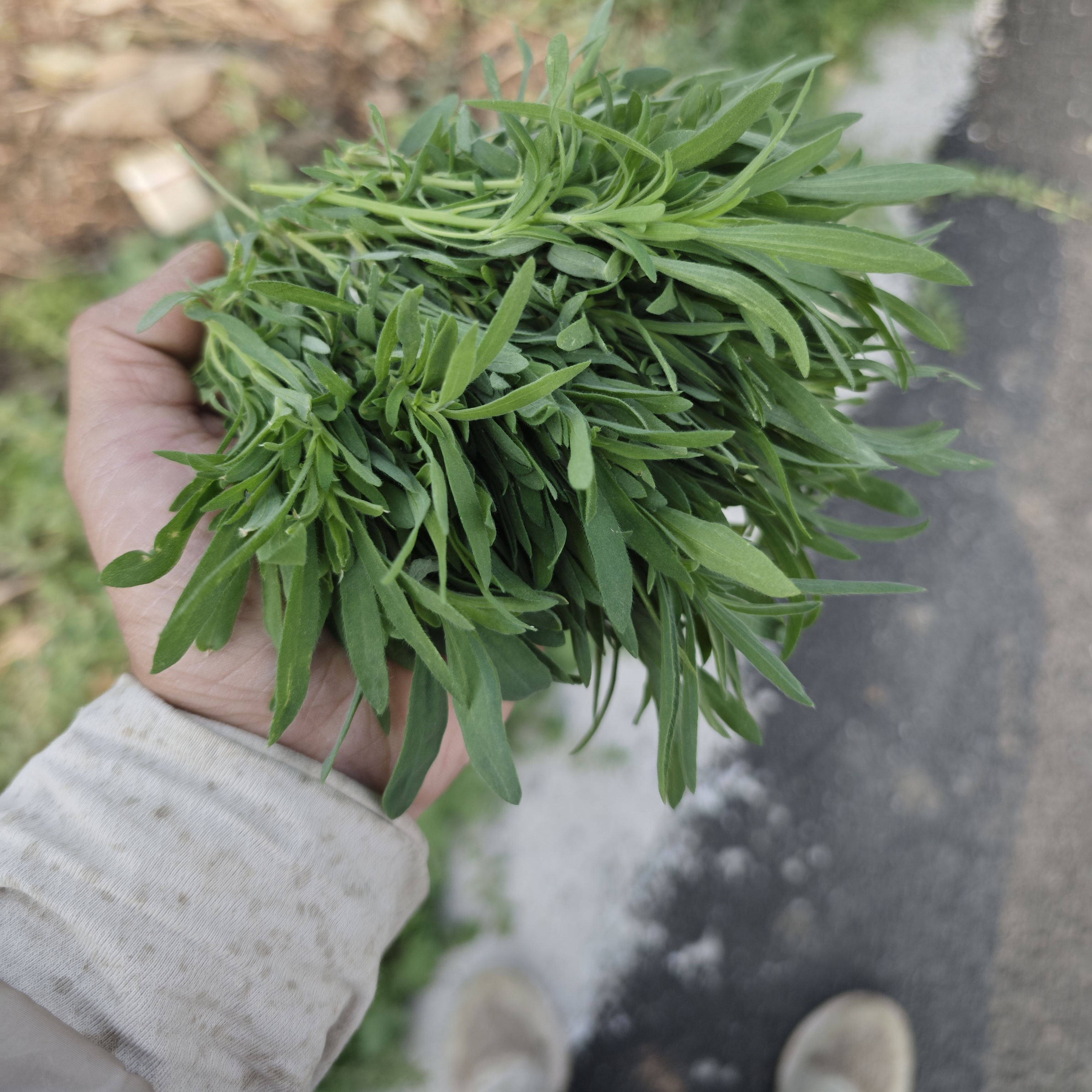 26年野外地肤菜农家观音菜野生扫帚菜孔雀松扫竹菜地麦现货包邮