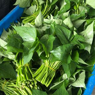 25年新鲜红薯叶嫩尖嫩叶地瓜叶当季苕尖瓜藤地瓜苗红薯尖食用包邮